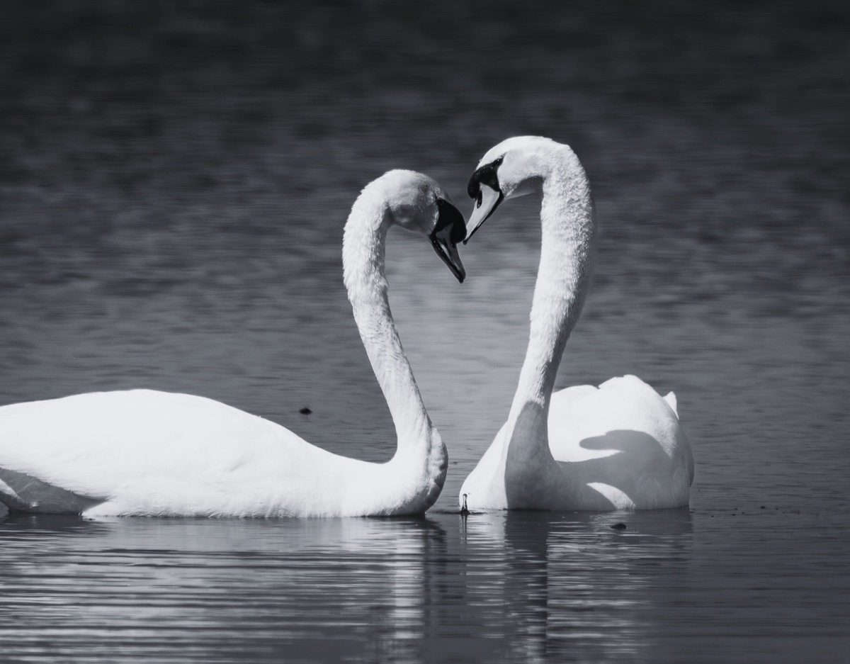 Male preconception health illustration